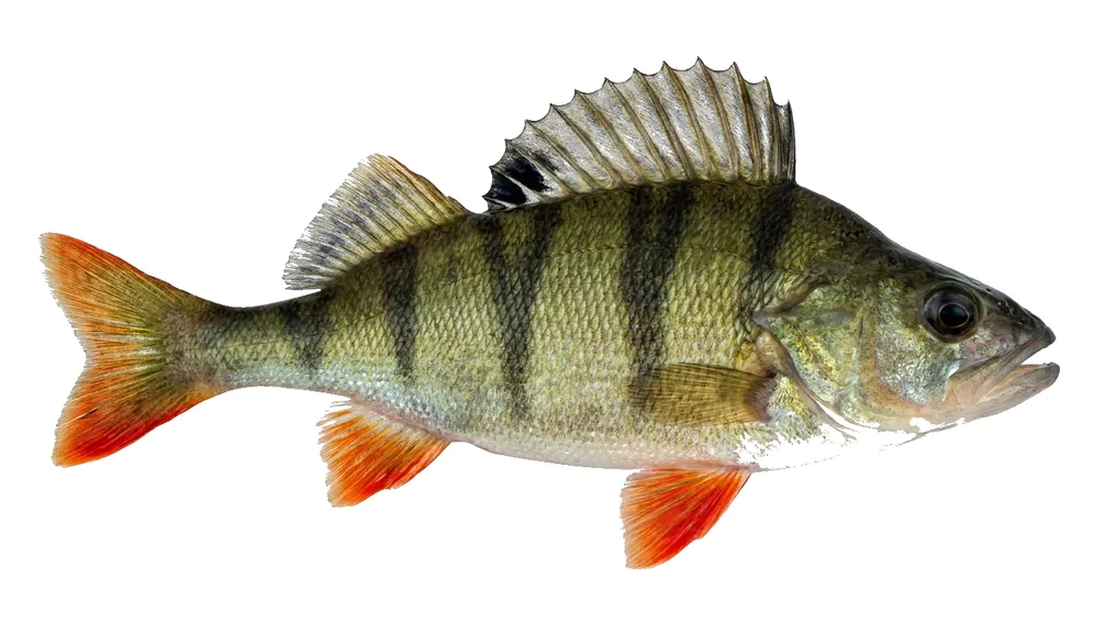 Flussbarsch (Perca fluviatilis) in Seitenansicht