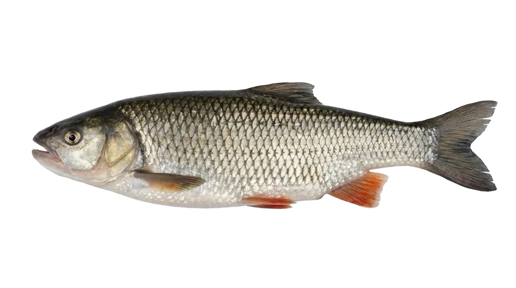 Döbel (Squalius cephalus) in Seitenansicht
