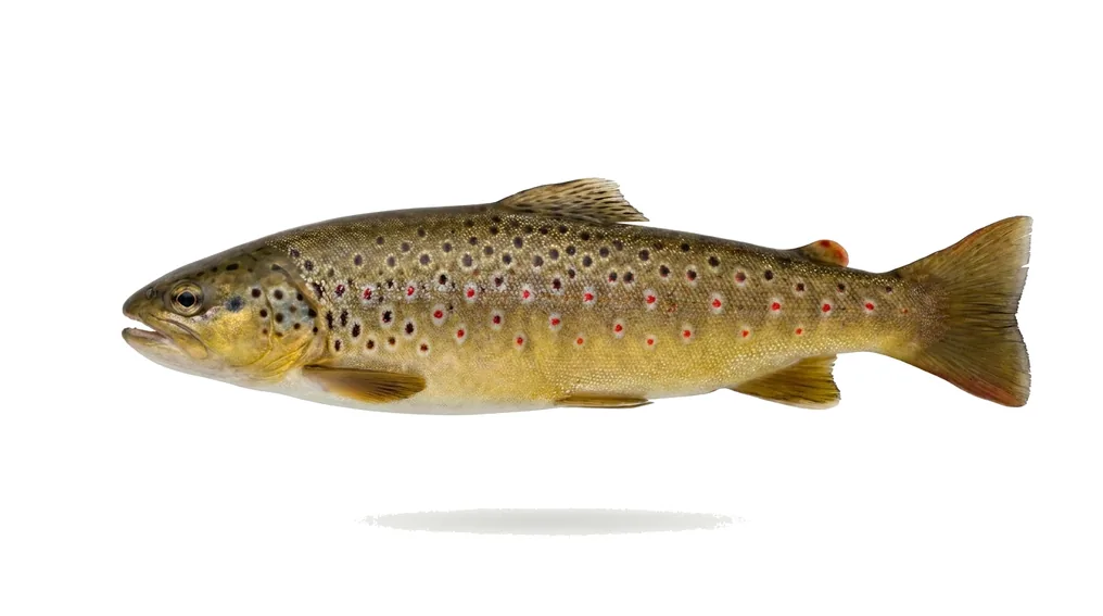 Forelle (Salmo trutta / Oncorhynchus mykiss) in Seitenansicht