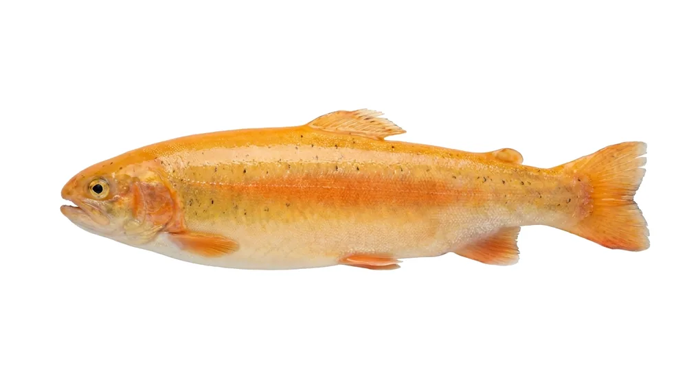 Goldforelle