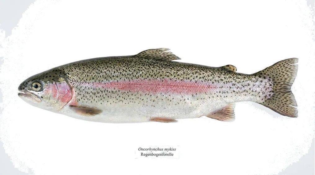 Regenbogenforelle
